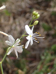 Anthericum ramosum