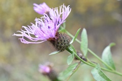 Centaurea phrygia pseudophrygia