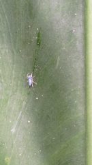 Phintella bifurcilinea