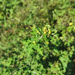 Chrysanthemum indicum
