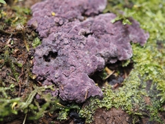 Byssomerulius psittacinus