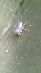 Phintella bifurcilinea