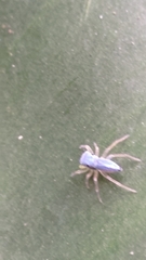 Phintella bifurcilinea