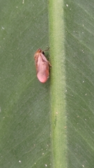 Eoscarta