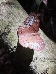 Tanaecia pelea