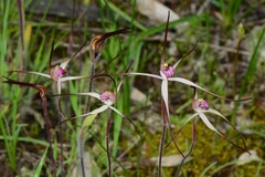 Caladenia versicolor