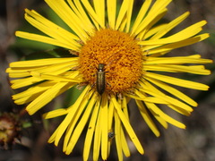 Chrysanthia geniculata