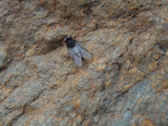 Symphoromyia