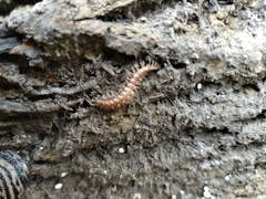 Polydesmus complanatus