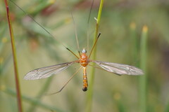 Leptotarsus