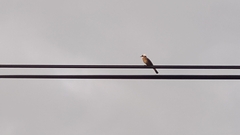 Pycnonotus sinensis formosae