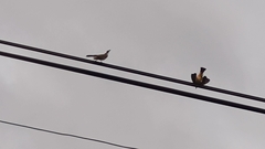 Pycnonotus sinensis formosae