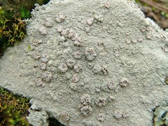 Lecanora farinacea