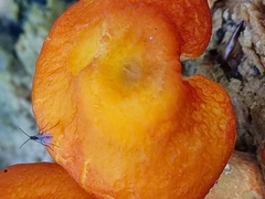 Pluteus aurantiorugosus