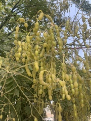 Styphnolobium japonicum