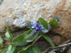 Veronica alpina