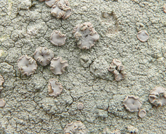 Lecanora farinacea