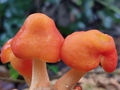 Pluteus aurantiorugosus