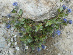 Veronica alpina