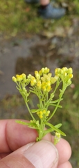 Pseudognaphalium hypoleucum