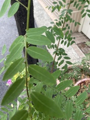 Phyllanthus reticulatus