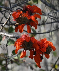 Erythrina velutina