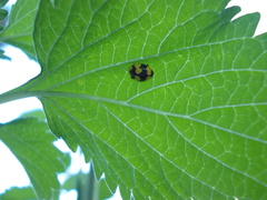 Illeis galbula