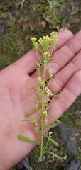 Pseudognaphalium hypoleucum