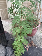 Phyllanthus reticulatus