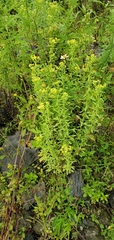 Pseudognaphalium hypoleucum