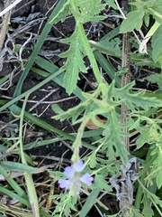 Verbena canescens