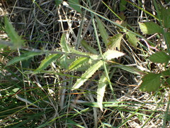 Carlina vulgaris