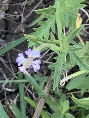 Verbena canescens