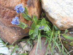 Veronica alpina