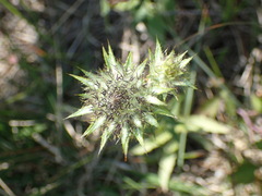 Carlina vulgaris