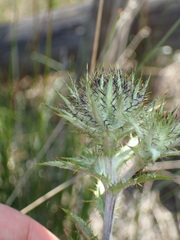 Carlina vulgaris