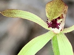 Caladenia transitoria