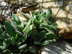 Crassula nudicaulis