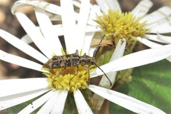 Pempsamacra dispersa