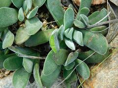 Crassula nudicaulis