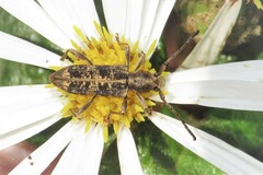 Pempsamacra dispersa