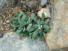 Crassula nudicaulis