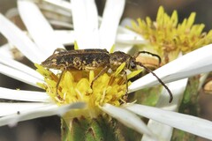 Pempsamacra dispersa