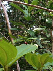 Trachelophorus giraffa