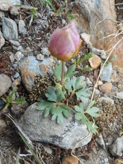 Ranunculus glacialis