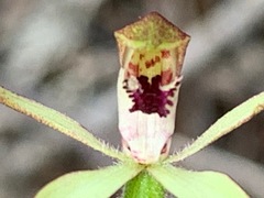 Caladenia transitoria