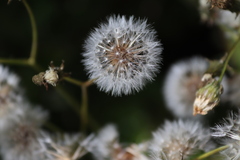 Crepidinae