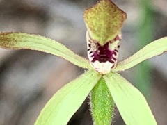 Caladenia transitoria