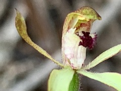Caladenia transitoria