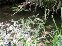 Potamogeton alpinus
